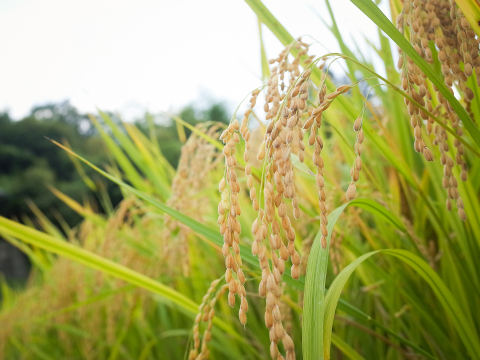 令和7年 新米】【玄米】岡山県産 にじのきらめき 虹のきらめき