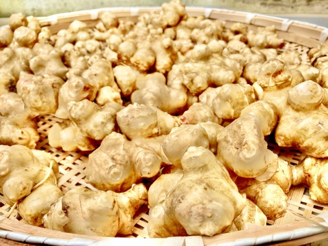 菊芋　500ｇ【肥料・農薬不使用、不耕起(耕さずに)栽培、自家採種】