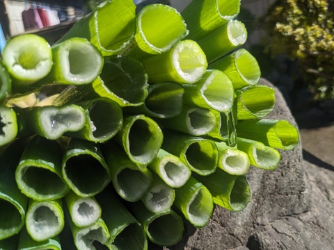 【最高糖度15度超え】日テレ出演で話題💡400年の土壌にギリギリまで眠らせた泥パックネギ【お得な大容量パッケージ約１キロ】