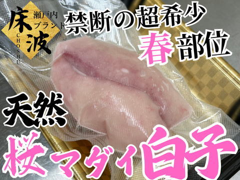 【禁断の春部位解禁】超希少天然国産『桜真鯛大トロ白子』初登場🐟長州床波ブランド数量極少【4月下旬予約】