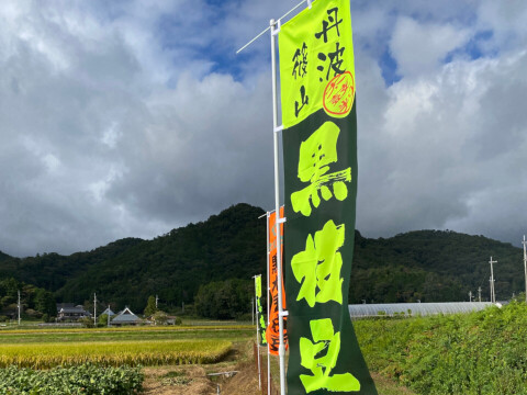 ＼期間限定先行予約・農家直送！／ 丹波篠山の秋のごちそうセット【令和7年新米】（新米2kg＋黒枝豆500g）【数量限定】お米と黒枝豆セット ご家族で 贈り物に お得なセット 売切れ次第終了