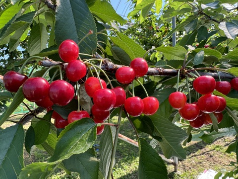 さくらんぼ【佐藤錦】1kg