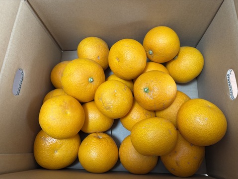 香り華やか　はっさく　箱込み５kg 2級品　家庭用　無選別　和歌山県産