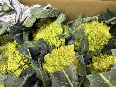 ロマネスコ　6キログラム