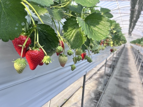 濃い味！The Berry(スターナイト）　約300ｇ×2ｐ