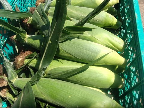 甘みもたっぷりジューシー！生でも食べられるとうもろこし！【ゴールドラッシュ】（100サイズ、16本/10kg以内）