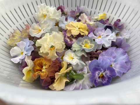 【フリル咲パンジー】40輪　※終了しました。