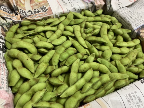 【自然栽培】枝豆 早生黒豆 たんくろう★農薬・肥料不使用｜黒大豆えだまめ