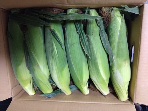 【朝採り】フルーツみたいなミラクルコーン🌽🌽🌽　み・ら・い　(味来)  5kg  (2L〜3Lサイズ　11〜12本)