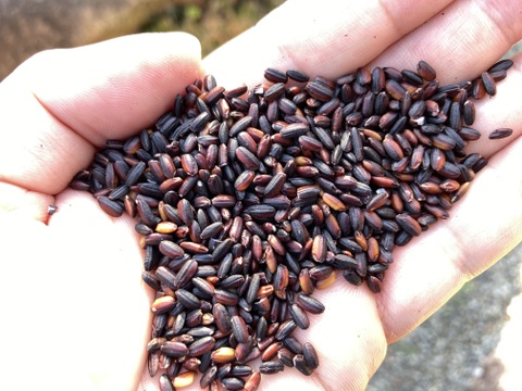 【天日干し】黒米（朝紫）250g　農薬・除草剤・化学肥料不使用　令和5年度産