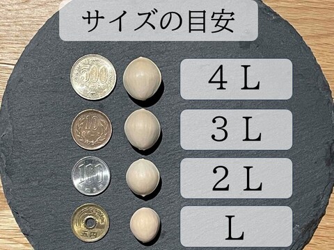 【秋の味覚】苦味が少ない、もっちもち祖父江銀杏【久寿】大玉３Ｌ５００ｇ（約120粒程度）