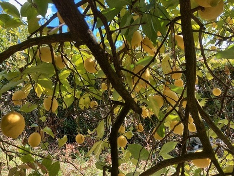 柑土里レモン愛果約1.8㎏（段々畑の陽だまり育ち）