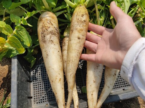 ✨ころんと可愛い「春待つ大根」約1.8kg　農薬・化成肥料不使用✨