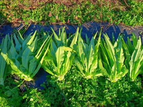 ビール酵母で育てたステムレタス/茎レタス　2.5キロ 5から6本