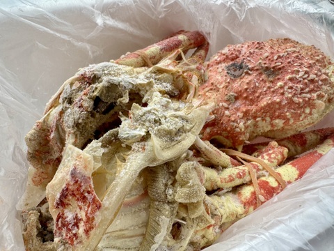 【訳あり】面に傷アリ！お得な高足ガニ1.1kg（3人用）