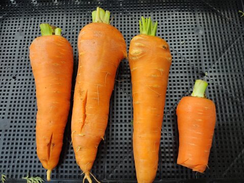 見た目は個性派🥕訳あり旬ニンジン（時なし五寸or濱美人）約1kg｜割れ・曲がり・折れあり｜加熱で甘い｜農薬・化成肥料不使用🥕