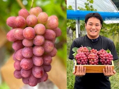 数量限定 約2 皮ごと食べられる赤いブドウ サニードルチェ 3 5房入り 広島県産の果物 食べチョク 産地直送 産直 お取り寄せ通販 農家 漁師から旬の食材を直送