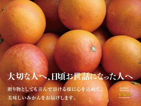 星乃ブラッドオレンジ 木成り完熟 愛媛産 4kg
