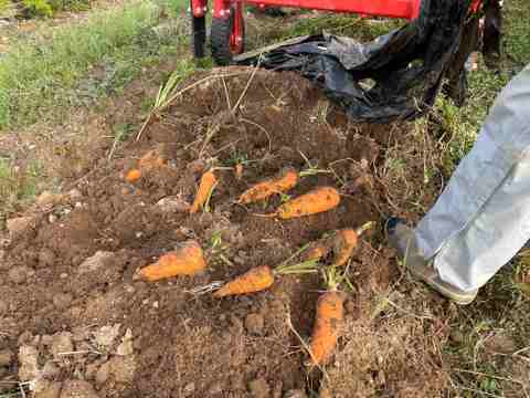 肥料・農薬不使用の自然12年の　人参　10ｋｇ
