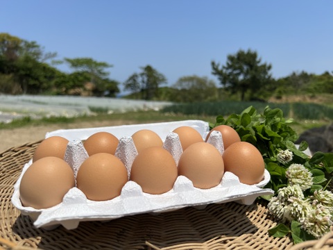 初夏の旬！🫛✨まずはお試し！オーガニック空豆　500g & 平飼い有精卵 40個のセット
Organic Fava beans and Eggs【有機JAS認証取得】