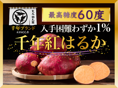 日テレ出演で話題💡【幻の千年ブランド】100本に1本蜜化する『千年紅はるか』さつまいも🍠寛永鶴見ブランド最高級ランクの逸品