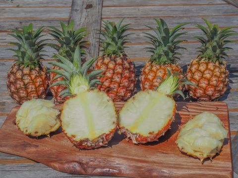 ピーチパイン発祥農園がつくる幻の完熟ピーチパイン！2㎏（3～4玉）