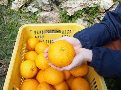 【ご予約受付中】【2月上旬以降|順次発送予定】甘夏【家庭用(訳あり)】2.5kg 313-2h
