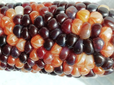 虹色に輝く宝石トウモロコシ「グラスジェムコーン（Glass Gem Corn）」6本　2025年産
観賞用です
クラフト、インテリア、リース、クラフト、撮影小物などさまざまな用途で人気があります