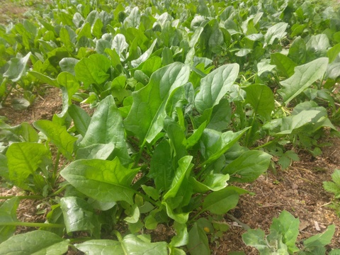 ホウレンソウ　400グラム