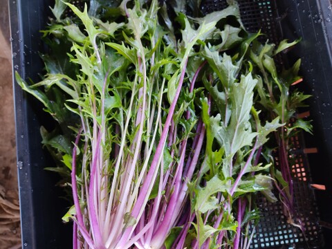 ✨世界に一つだけのプレミアム野菜便（農薬・化成肥料不使用）✨あなたの「欲しい」が詰まった一箱。わがままを叶えるオーダーメイド野菜便🥬