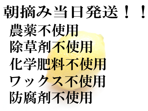 農薬不使用　完熟　瀬戸内レモン愛媛中島産　朝摘み発送！