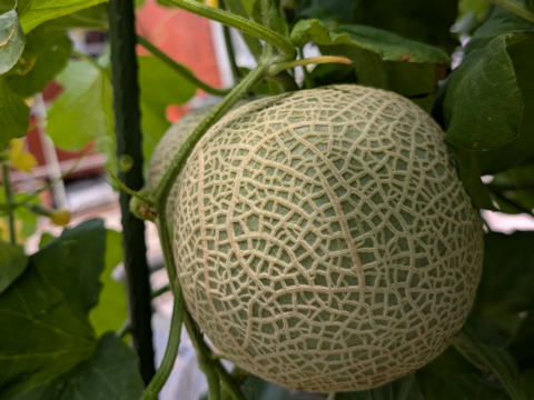 熊本県八代産　クインシーメロン　５玉　３Ｌサイズ