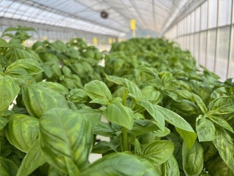 有機種子の水耕栽培スイートバジル『伊勢志摩産』30ｇ