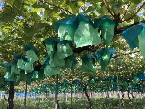 【ギフト】【御歳暮】【クリスマス】「シャインマスカット」　約800g  1房入り