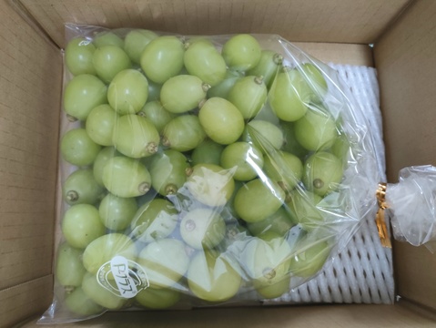 【限定発送】訳ありシャインマスカット粒　1.5㎏