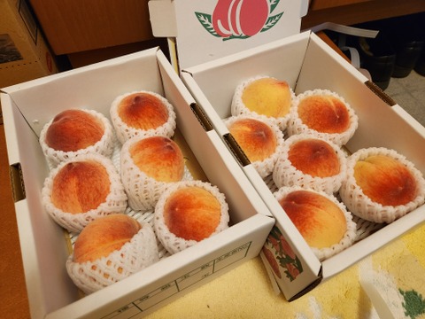 【100円🉐】温室桃「日川白鳳」計1.8kg(10〜16個入り)