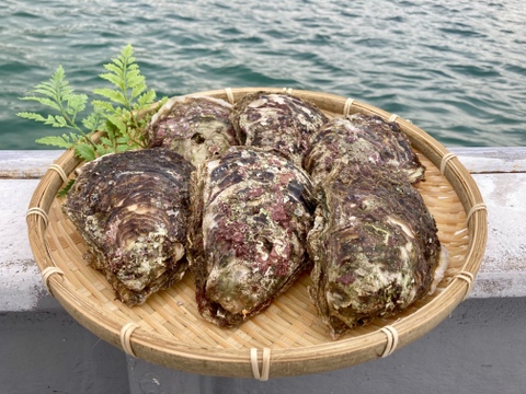 【限定品】天然岩牡蠣（小〜中）6枚