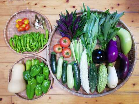 農薬化学肥料不使用】おまかせ野菜セット【8種類以上の野菜】【金曜日