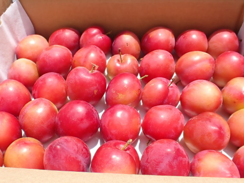 極早生すもも プラム井上 約2Kg