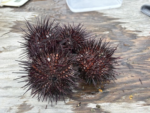 うに食べ比べ】赤と紫、旨味の頂上決戦。：山口県産のムラサキウニ