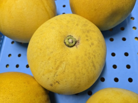 ★完全自然栽培品　コンボ商品　晩白柚（ザボン） 2玉　文旦 25玉～