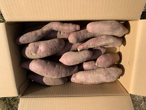 自家育苗・手掘り！　紅はるか　S~2Lサイズ混合　約4.5kg