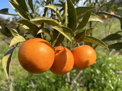 春の柑橘セット　長崎県雲仙市産