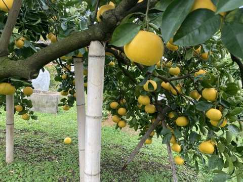 紀の川八朔　優品L〜２L寸↑ 5kg箱込み　ハズレなし！！