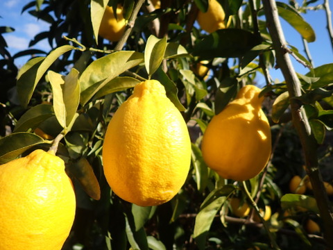 もぎたて 璃の香(りのか) レモン 約1.5㎏