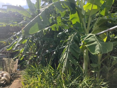 沖縄産　島バナナ　900ｇ