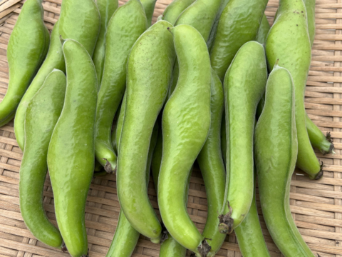 【規格外】１粒お豆さん 大集合❗ ３㎏ 朝穫れ❗「そら豆（さや付き）」