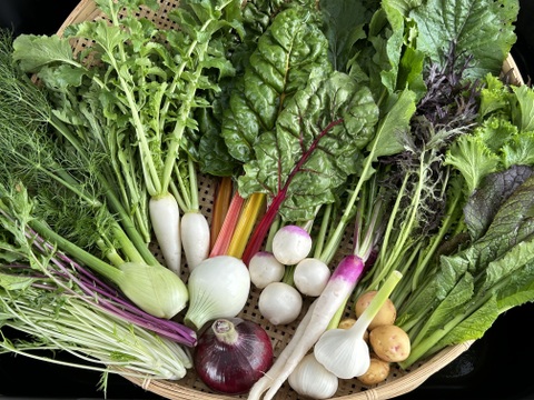 SALE！Sサイズ [信州産] 春野菜の玉手箱