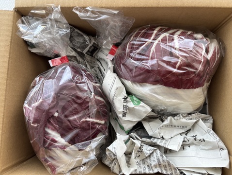 トレビス　サラダのいろどりに！　２玉　京都府産