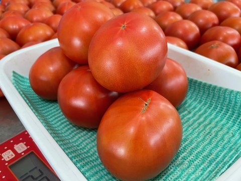 大きなサイズ⁉なので30％お安く【野菜ソムリエサミット金賞受賞】ぜいたくトマト《冬の陣》